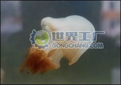 供应海蜇苗价格_供应海蜇苗厂家_世界工厂网产品信息库