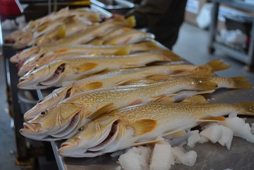 海产品食材鳕鱼鱼品 摄影图