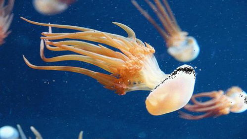 进化是保守的 科学家尝试 重建 地球上最早的动物的染色体