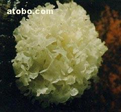 【海蜇皮、大连海蜇、大连海蜇皮】1,价格,厂家,图片,供应商,其他水产及制品,大连水源海产品 - 产品库 - 阿土伯交易网