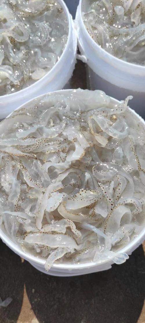 广西防城港防城区海蜇 3.00元/斤海蜇