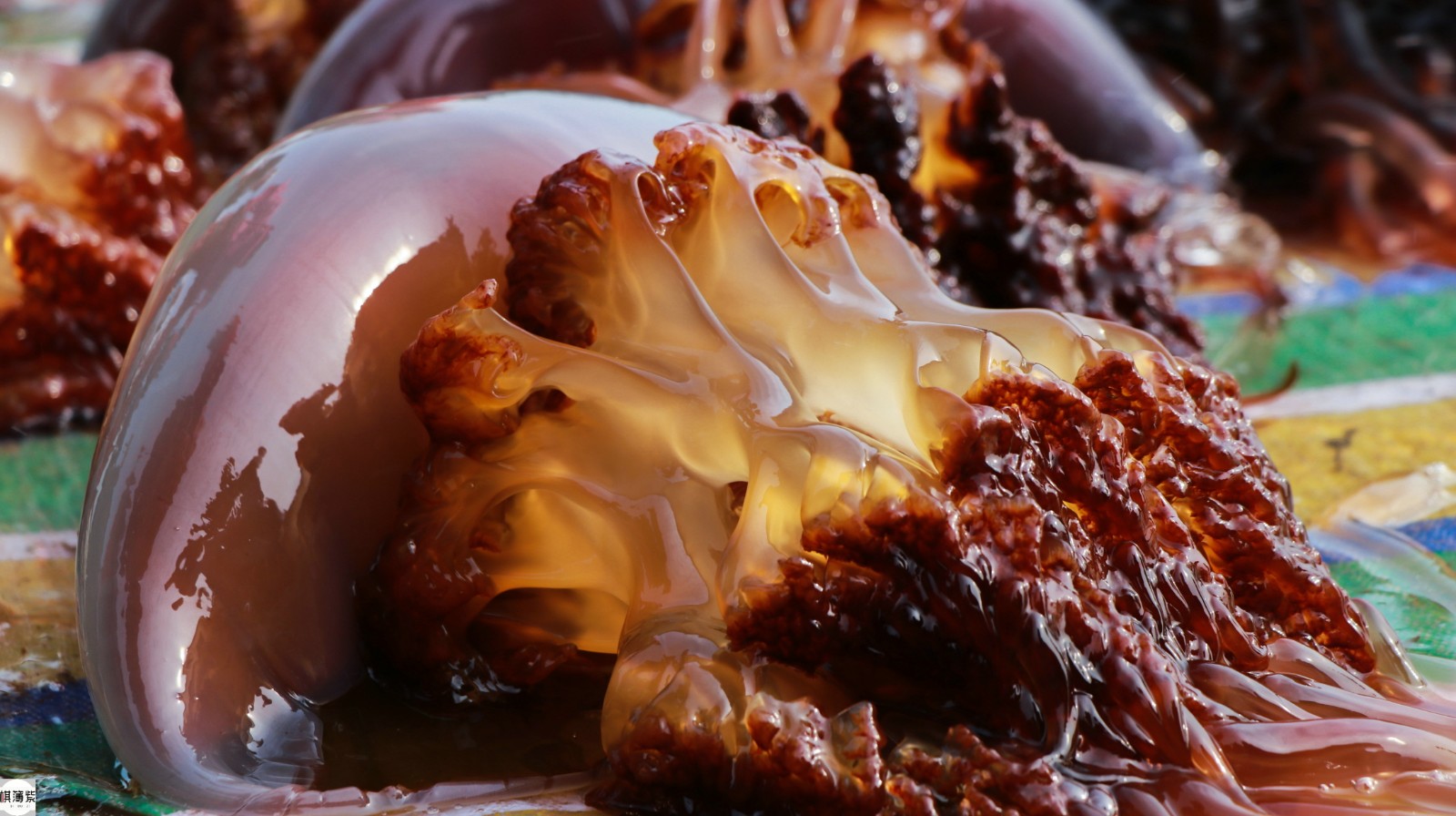 壮观!近6万斤海蜇抢滩登陆,受损渔民得到慰藉