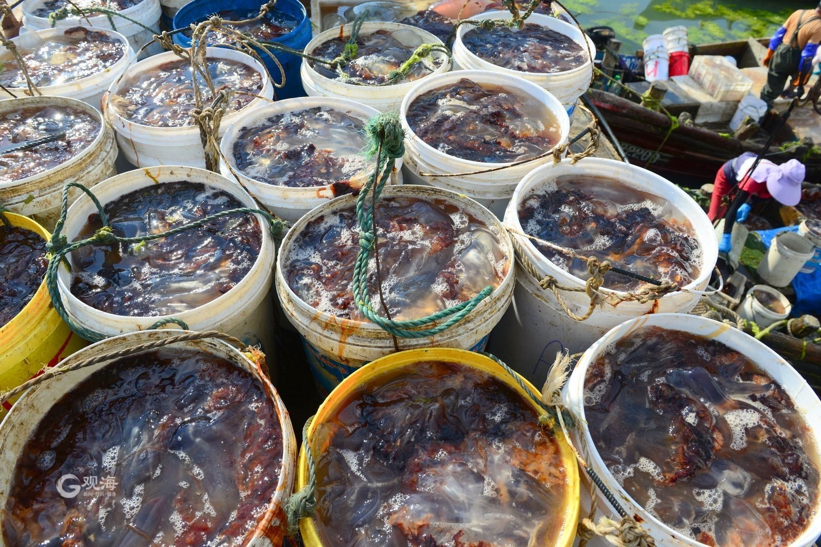 青岛:"海蜇第一村"黄山村进入收获季_央广网