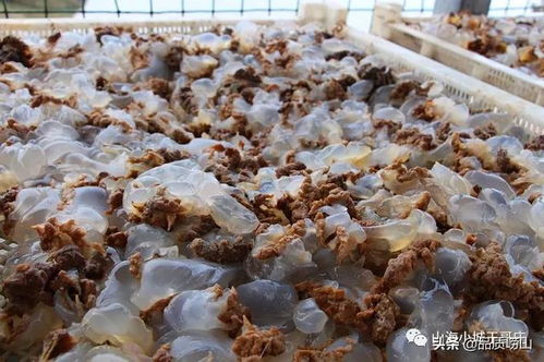 王哥庄街道黄山社区海蜇美食节开幕