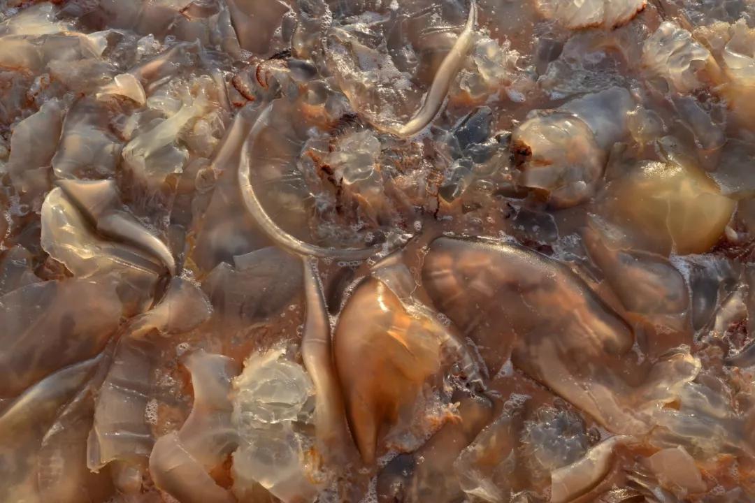 瓦房店这片海域,海蜇丰收了!