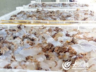 海蜇丰收!崂山区黄山村“海蜇宴”等你来品尝