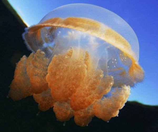 关于海蜇你不知道的事 海蜇的食用知识与趣闻