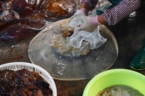 实拍城阳红岛海蜇丰收季 打捞、分割、盐腌，就差你买回家品尝！