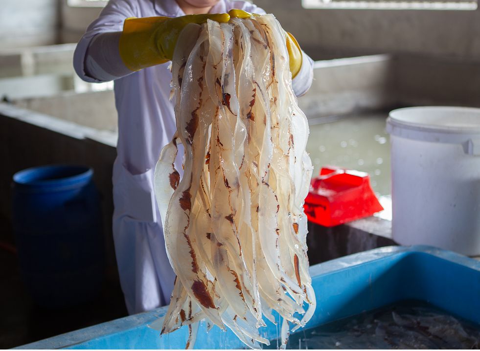 #我为营口海蜇代言# 传承匠心精神、追求卓越创新,东河海蜇就是鲜!