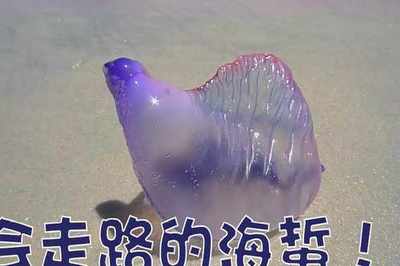 晶莹剔透的海洋精灵——海蜇