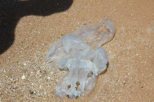 海蜇皮是海蜇的皮吗 丨荣成的这种特殊海鲜又好看又好吃