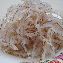 珊瑚海蜇 海洋中的璀璨精灵