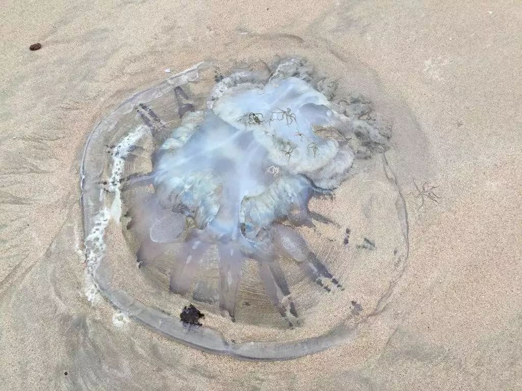 海蜇伤人！去海边带肥皂，关键时刻能救命